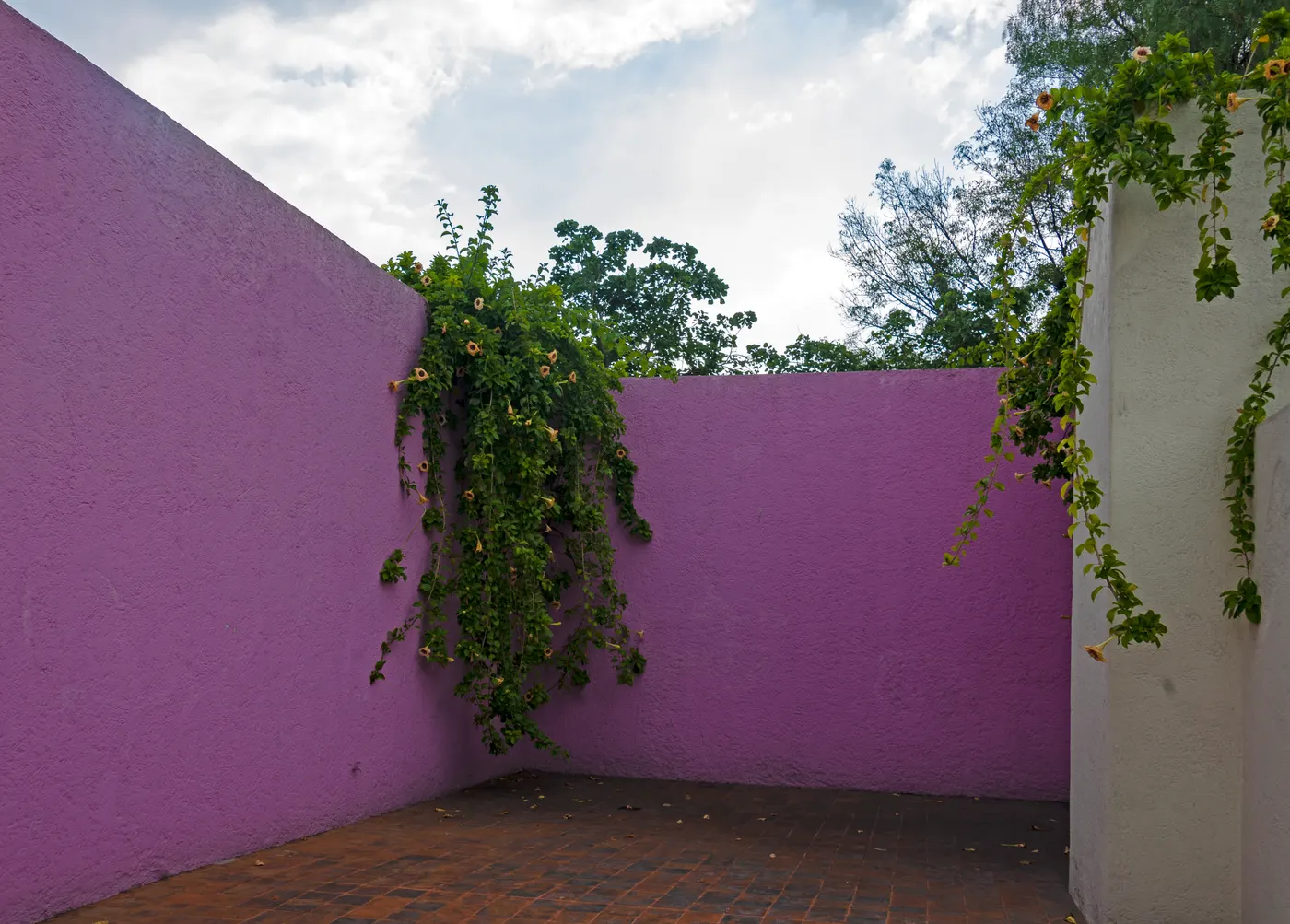 A pink wall on the roof terrace of Casa Luis Barragán, with greenery spilling over its top